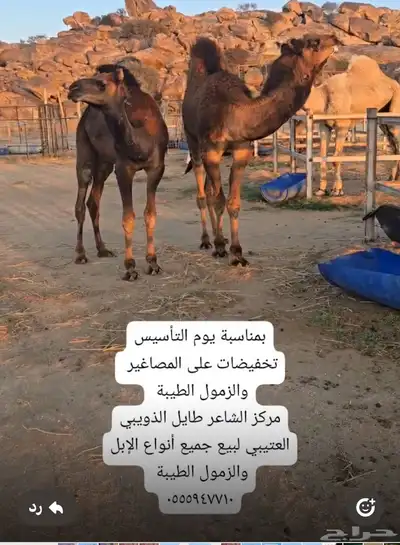 قعدان كنانيه مشاريع فحول 4