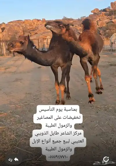 قعدان كنانيه مشاريع فحول 1