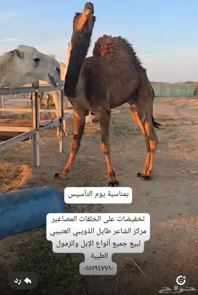 قعدان كنانيه مشاريع فحول 3