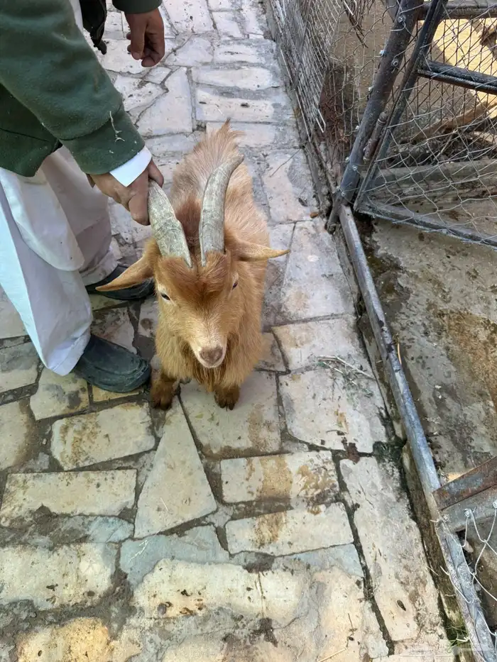 ماعز قزم عنز وتيس للبيع 0