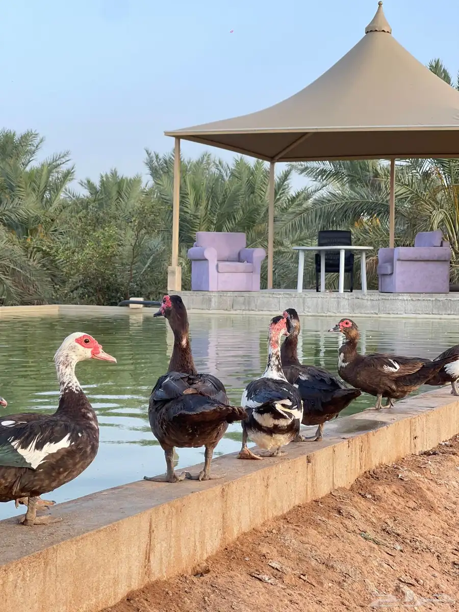 بط مسكوفي وبكيني منتج ويوجد فروخ 2