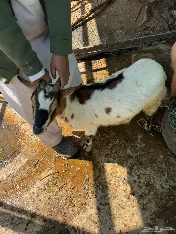 ماعز قزم عنز وتيس للبيع 4