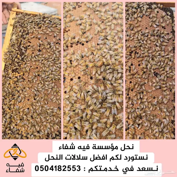 نحل مصري مرزوم 10