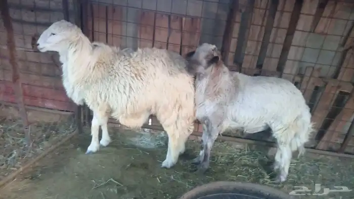 طليان مشحمه 0