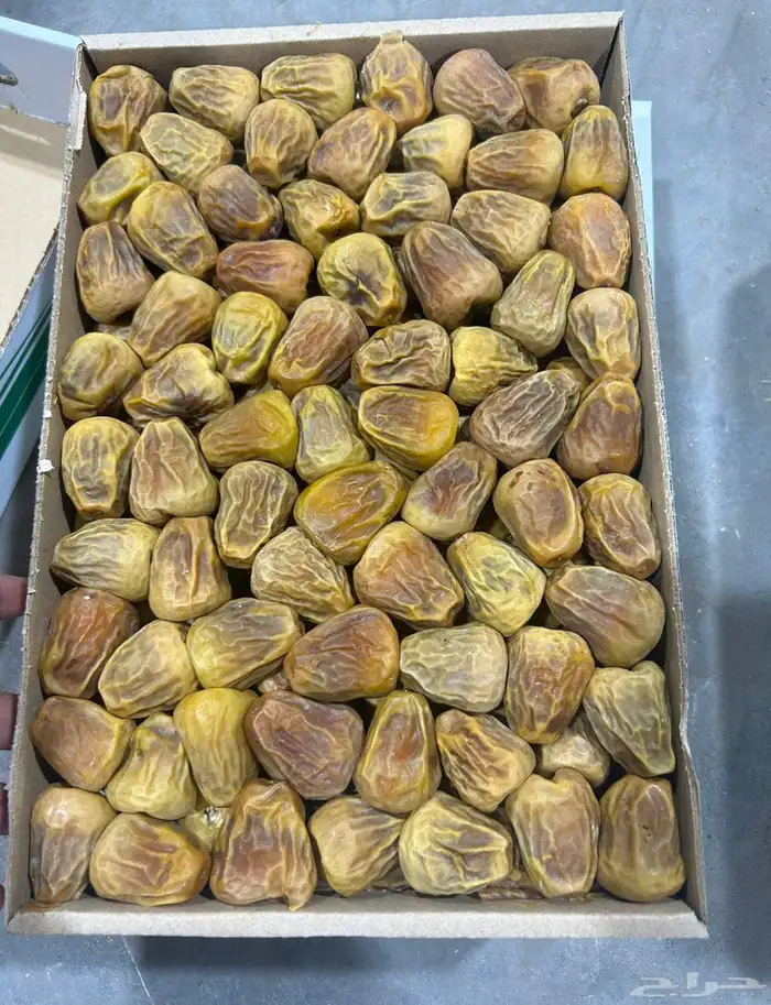 سكري مفتل وجلكسي ملكي 0