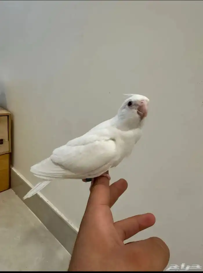 كروان البينو اليف هدد 1