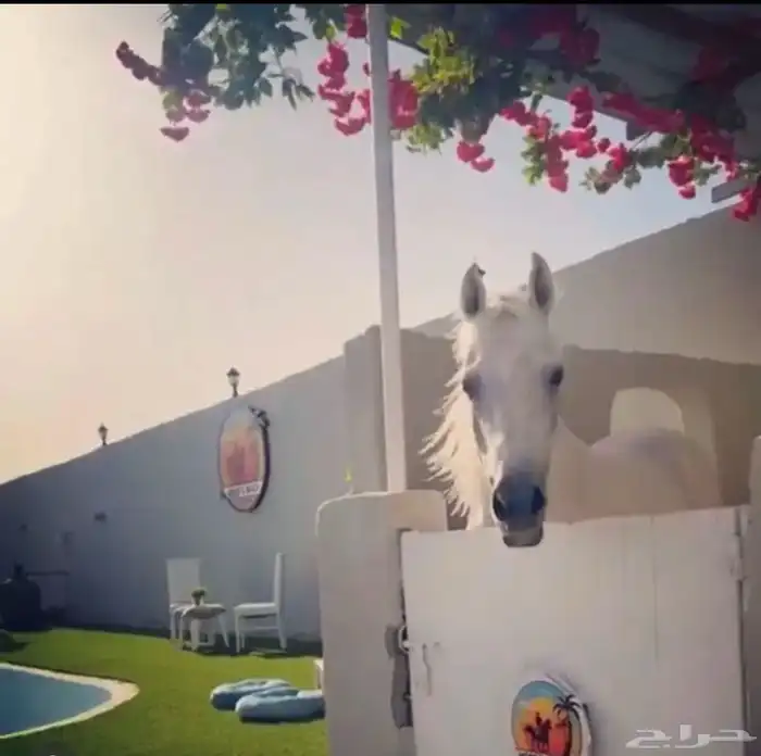 غرف خيل للإيجار في أقرب اسطبل عالبحر 0