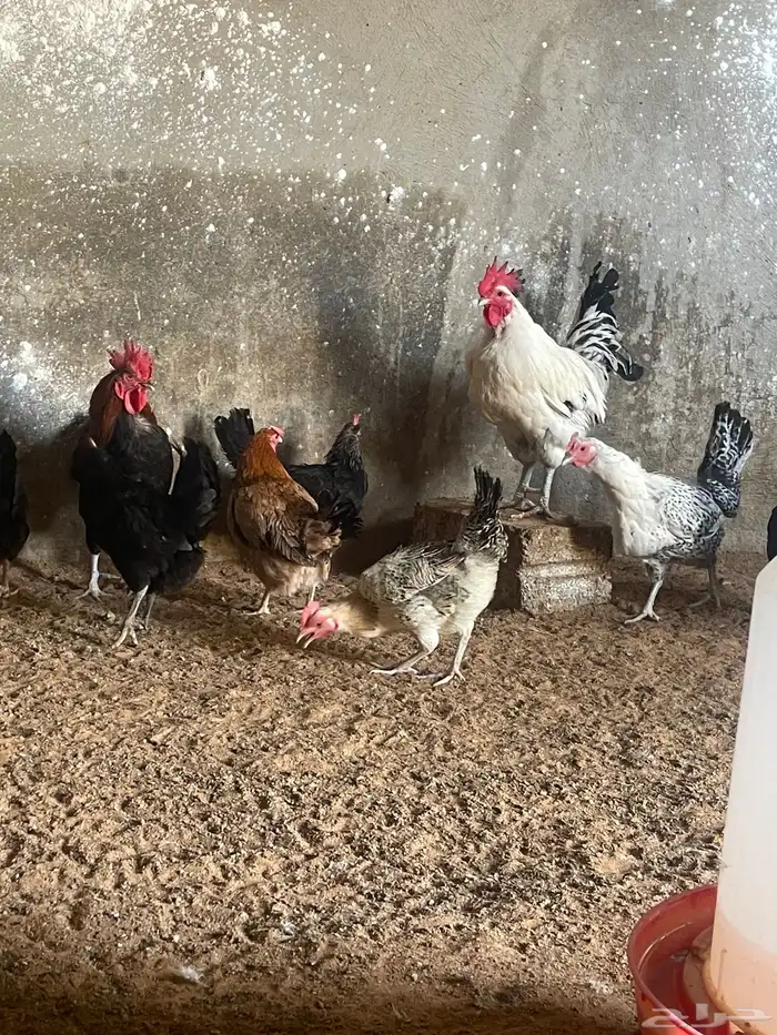 دجاج بلدي عمر 7 شهر يوجد توصيل 0