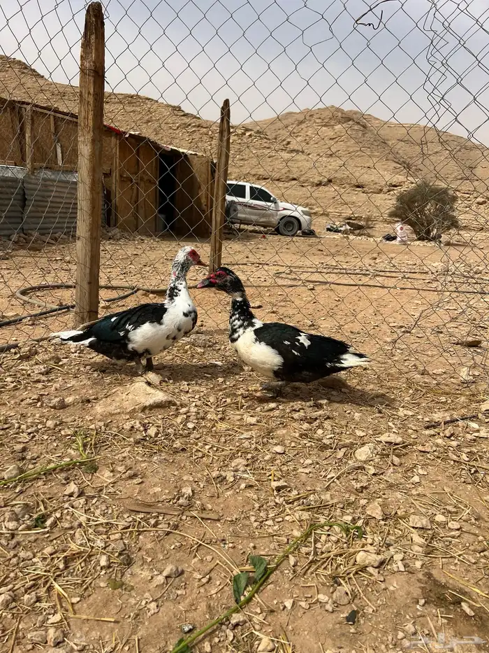 ذكور بط مصري 1