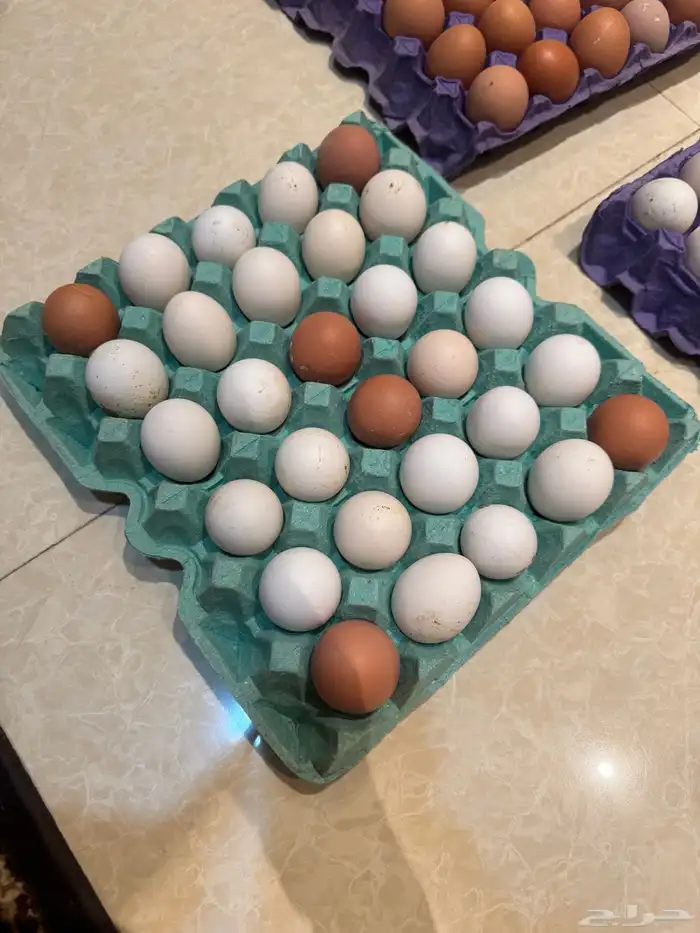 بيض عضوي بلدي طازج للبيع 2