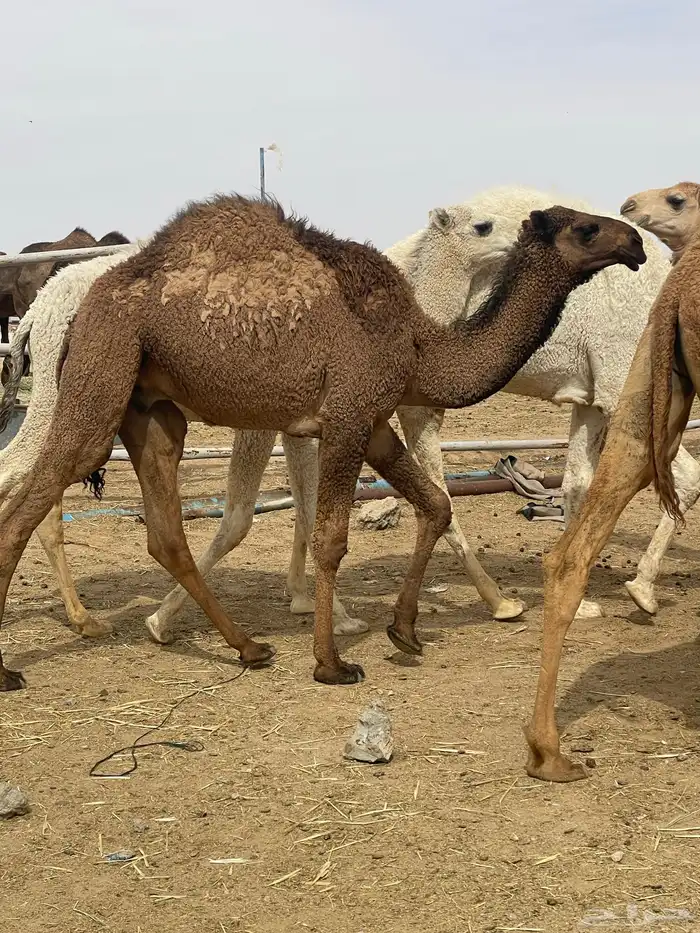 حشوة أعراس طيب شي فاخر رقم الجوال 5