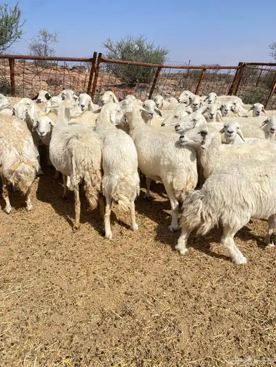 غنم حريات دفيع 1