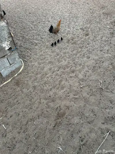 دجاج بلدي 2