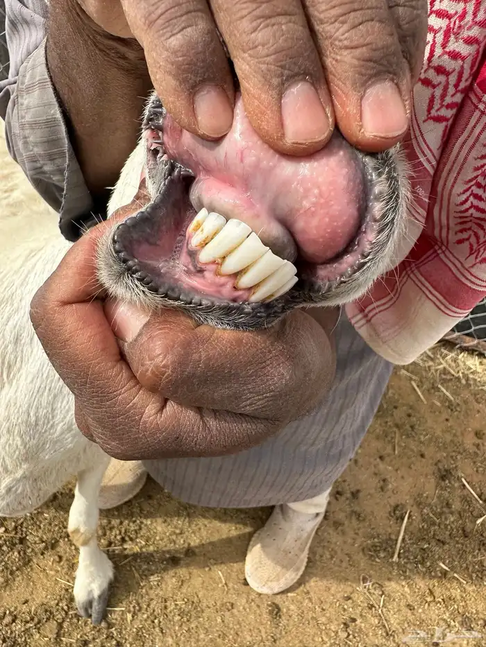 للبيع غنم حريات حيل تم البيع تم البيع 3