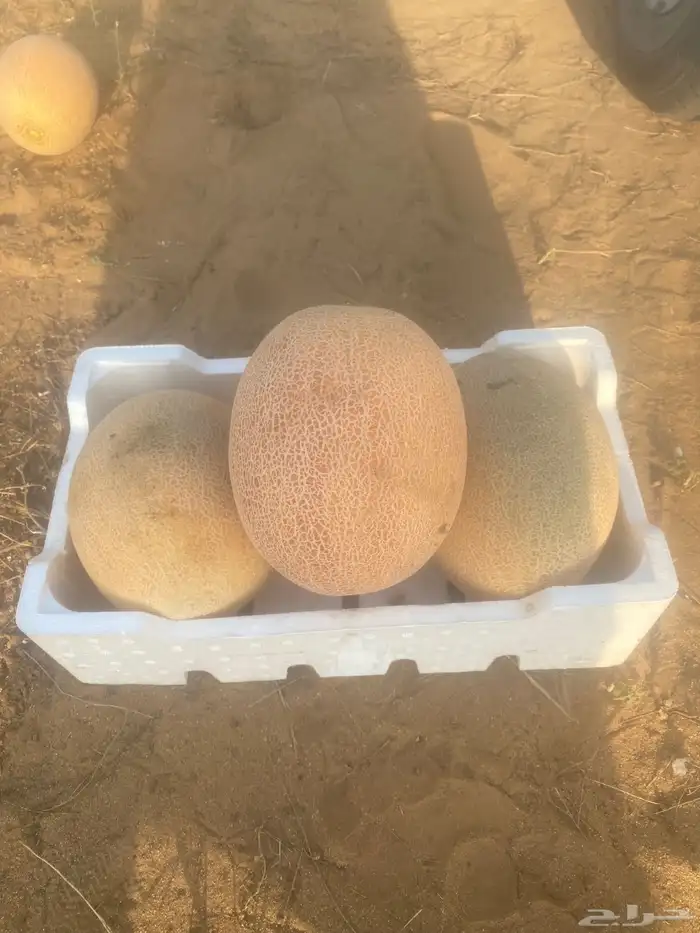 شمام للبيع 3