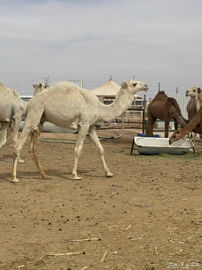 حشوة أعراس طيب شي فاخر رقم الجوال 6