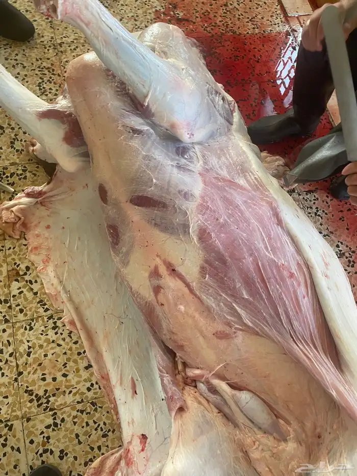حسلان شركه 10