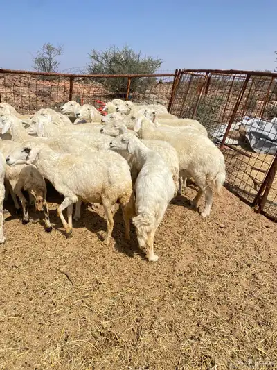 غنم حريات دفيع 0