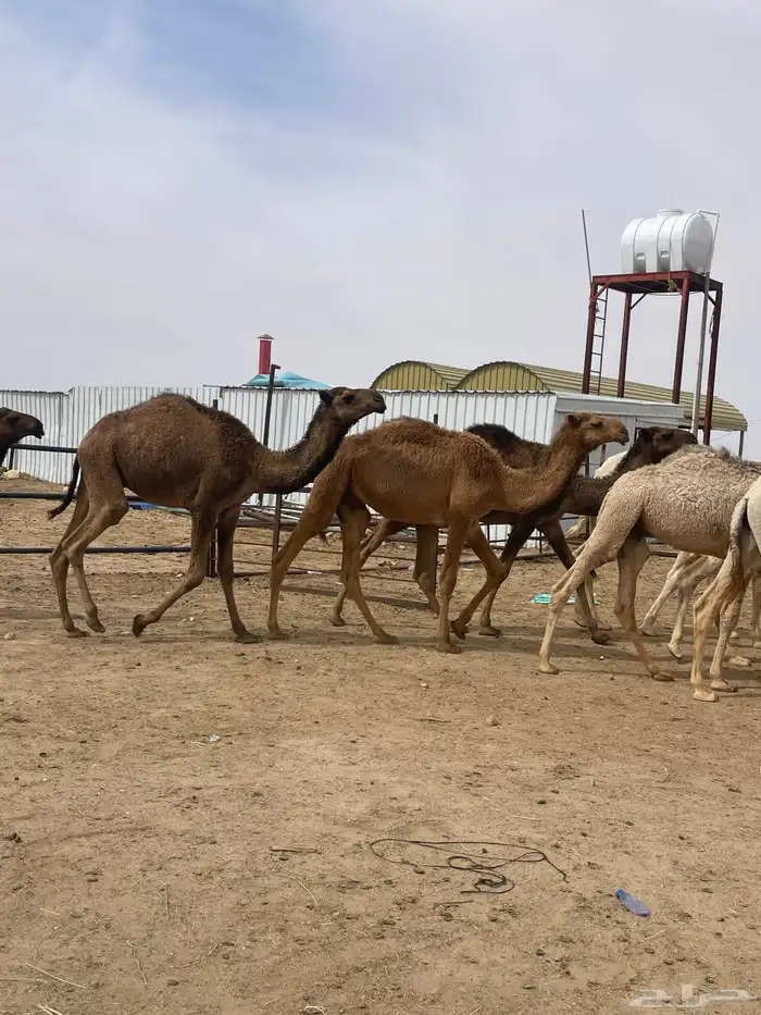 حشوة أعراس طيب شي فاخر رقم الجوال 8