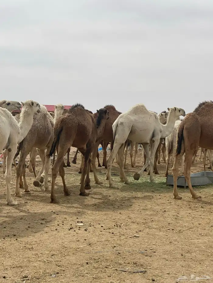 حشوة أعراس طيب شي فاخر رقم الجوال 0