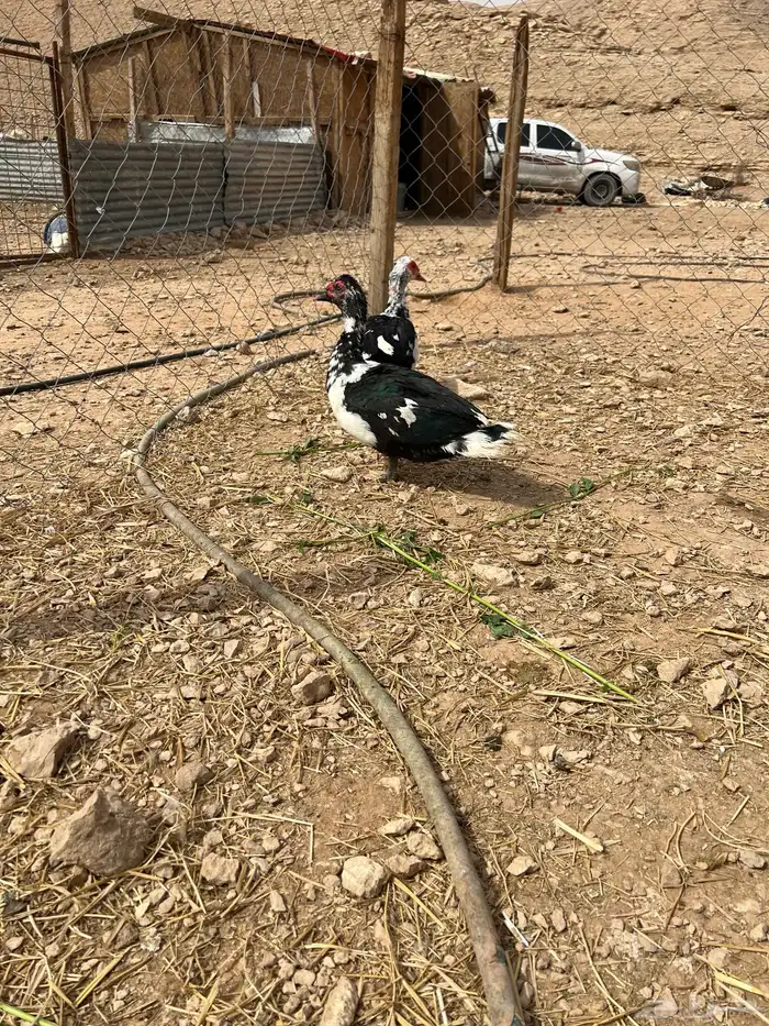 ذكور بط مصري 4