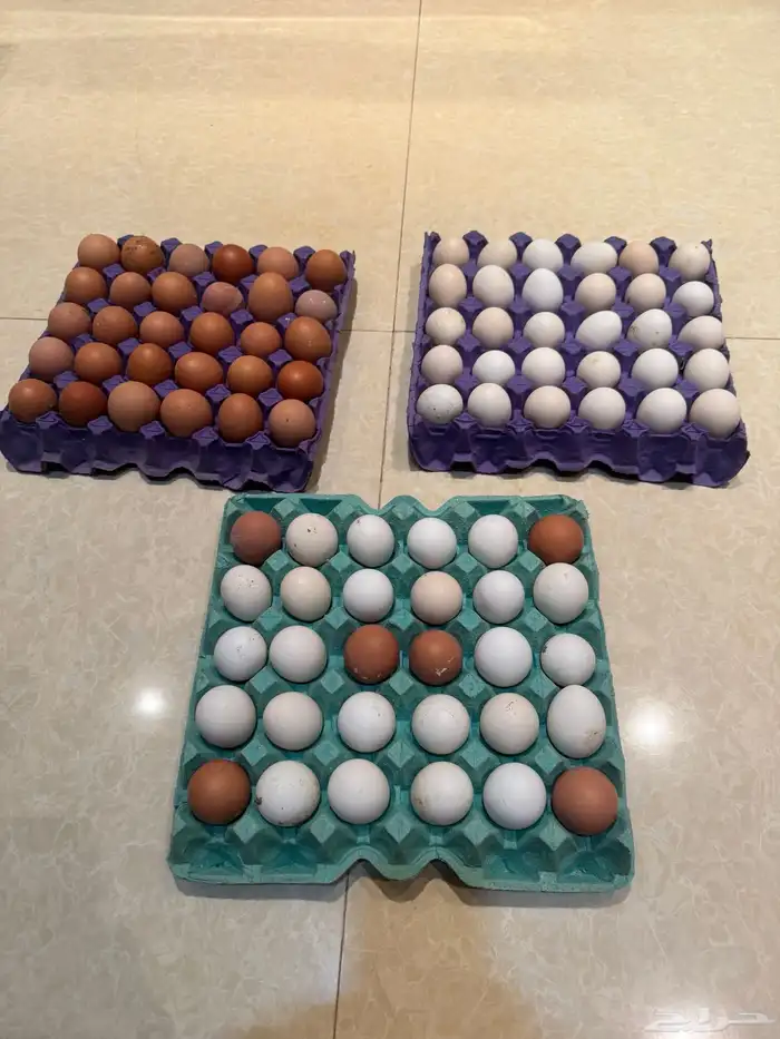 بيض عضوي بلدي طازج للبيع 1