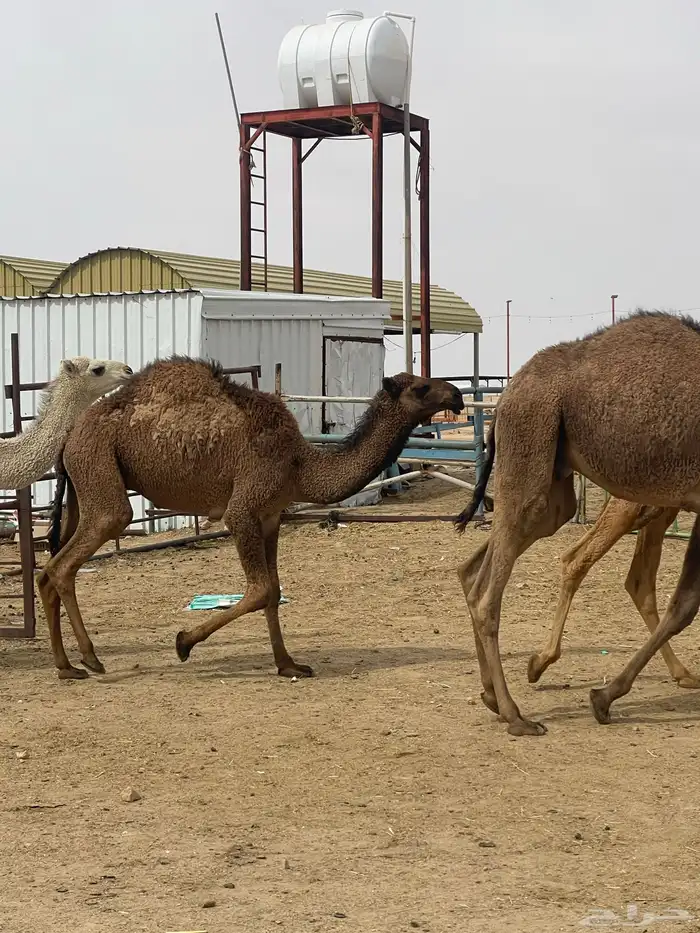 حشوة أعراس طيب شي فاخر رقم الجوال 7