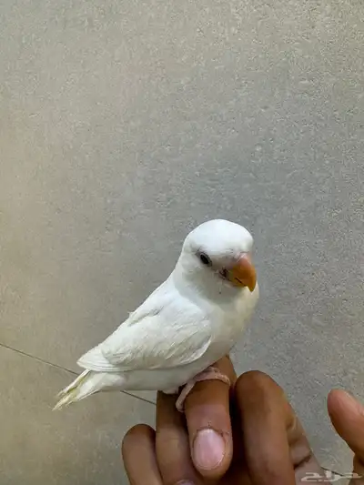 فرخ روز البينو 3