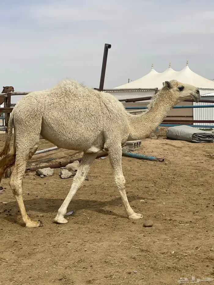 حشوة أعراس طيب شي فاخر رقم الجوال 4