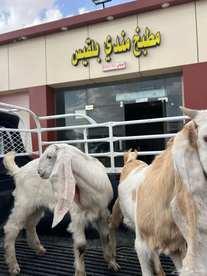 خرفان وتيوس 5