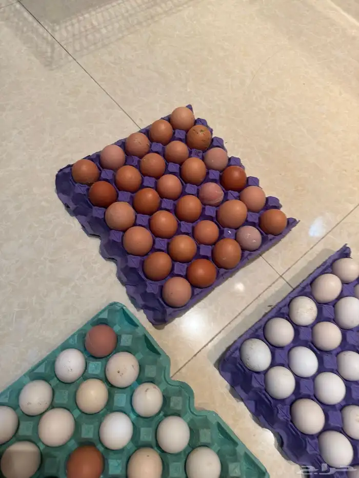 بيض عضوي بلدي طازج للبيع 0