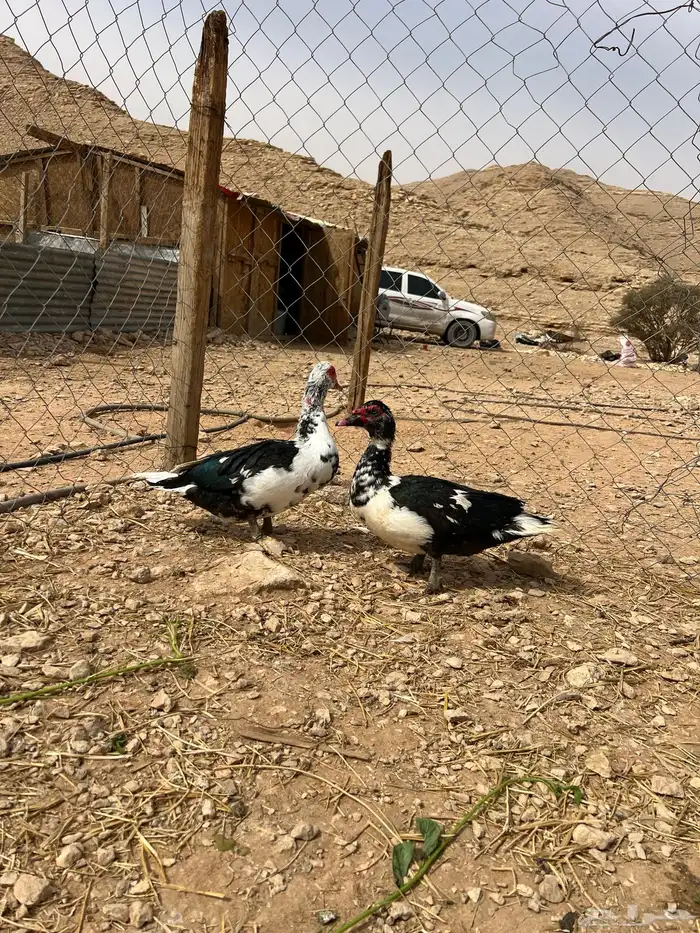 ذكور بط مصري 0