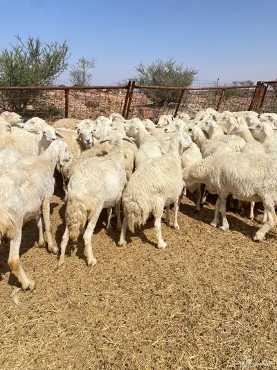 غنم حريات دفيع 3