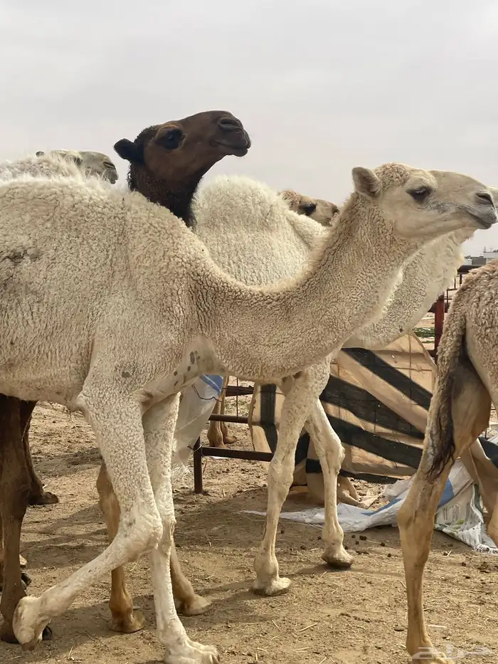 حشوة أعراس طيب شي فاخر رقم الجوال 2