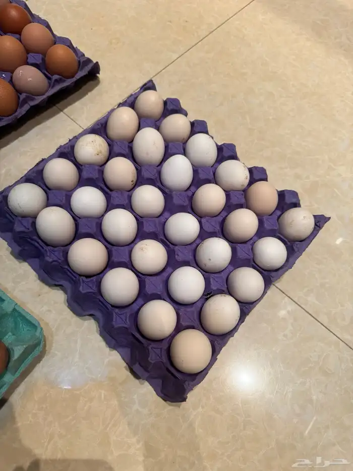 بيض عضوي بلدي طازج للبيع 3