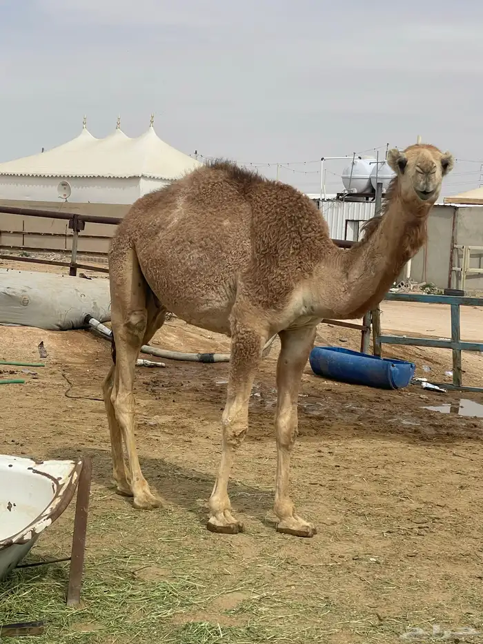 حشوة أعراس طيب شي فاخر رقم الجوال 1