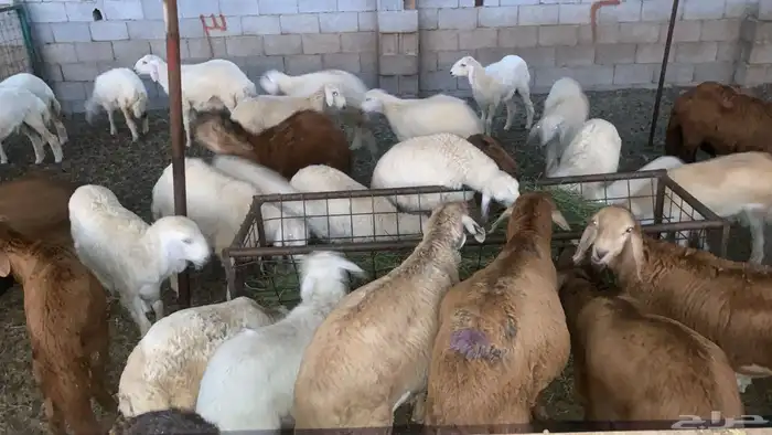 حريات وسواكنيات تربيه للثلاجه 3
