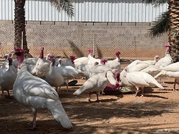 بيض رومي مخصب ( تربيه مفتوحة) 2