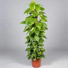 نبات البوتس 1