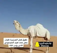 قعود حيسوني فحل ناهي 1