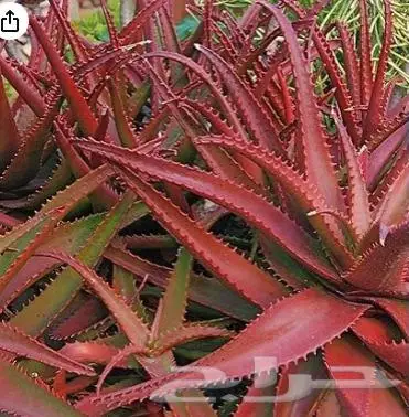 صبار الوفيرا كبيرة حمراء مركن 30 باسعار جملة الجملة 0