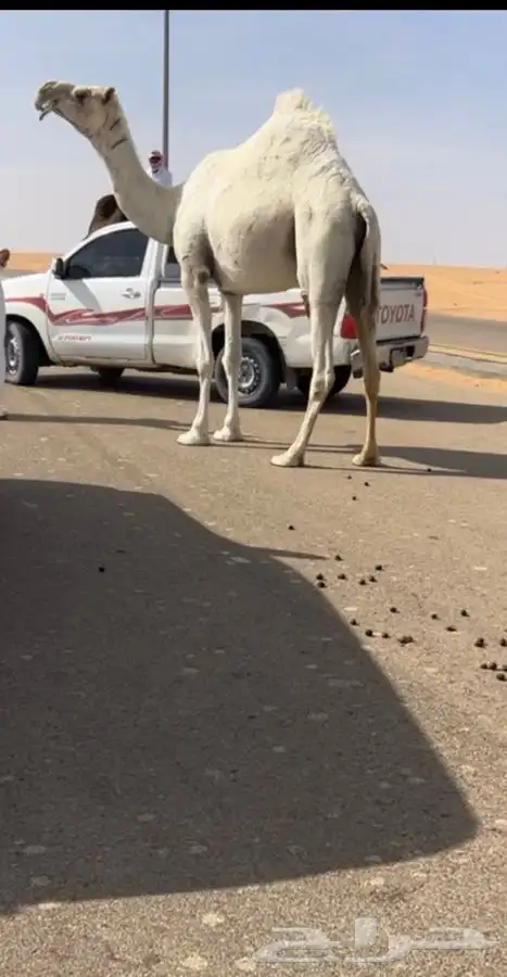 لقحه وضحاء كفوو 1