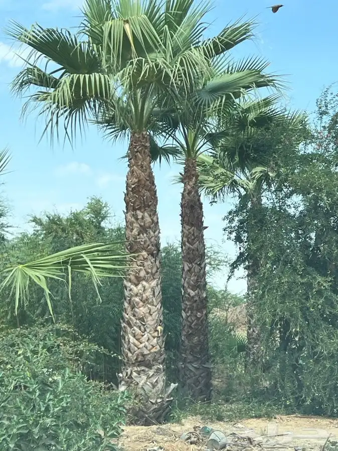 نخيل واشنطونيا جميع المقاسات 0