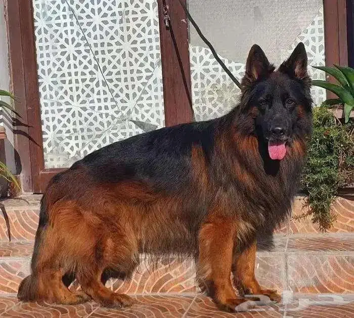 للبيع جراوي جيرمن شيبرد 13