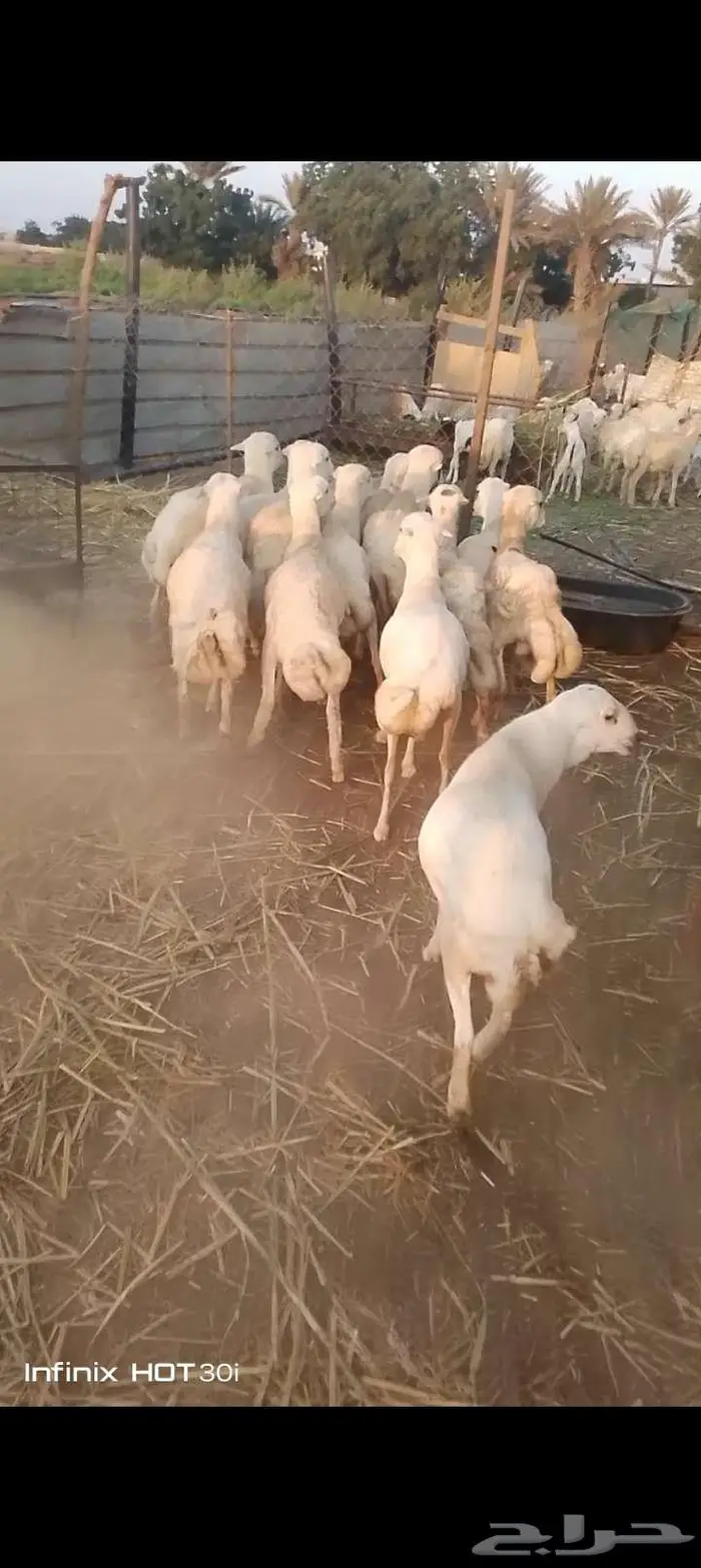 ذبايح خرفان طيبه جدعان للبيع 0