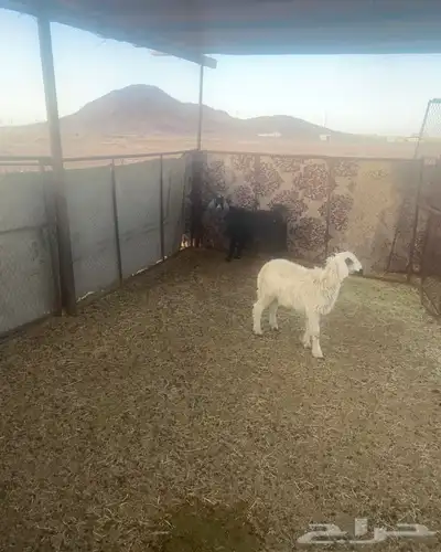 خروف البيع عمرها5شهور الموقع الصلصلة 1