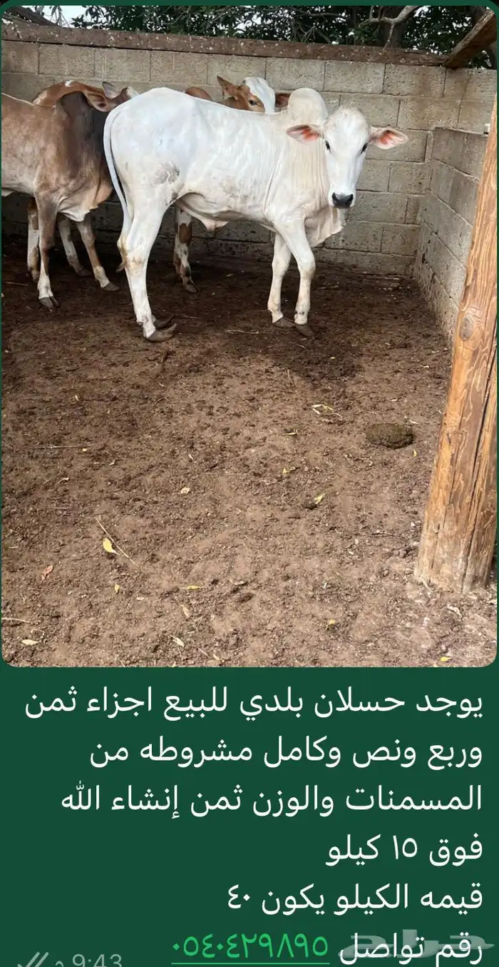 حسلان شركه 3
