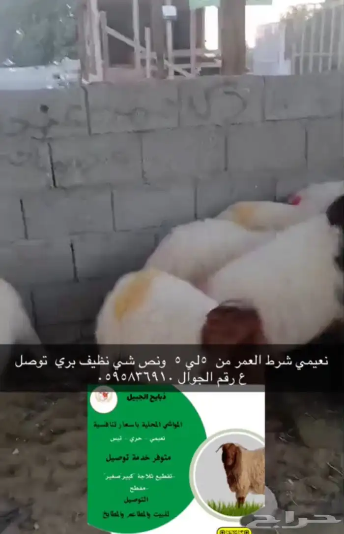 الذبيح نعيمي حري تيس الجبيل الصناعيه 3