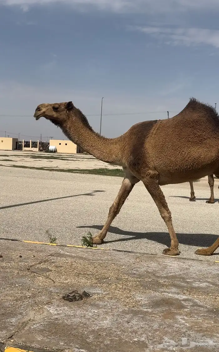 عشراء صفراء تحتها قعود ( تم البيع ) 0