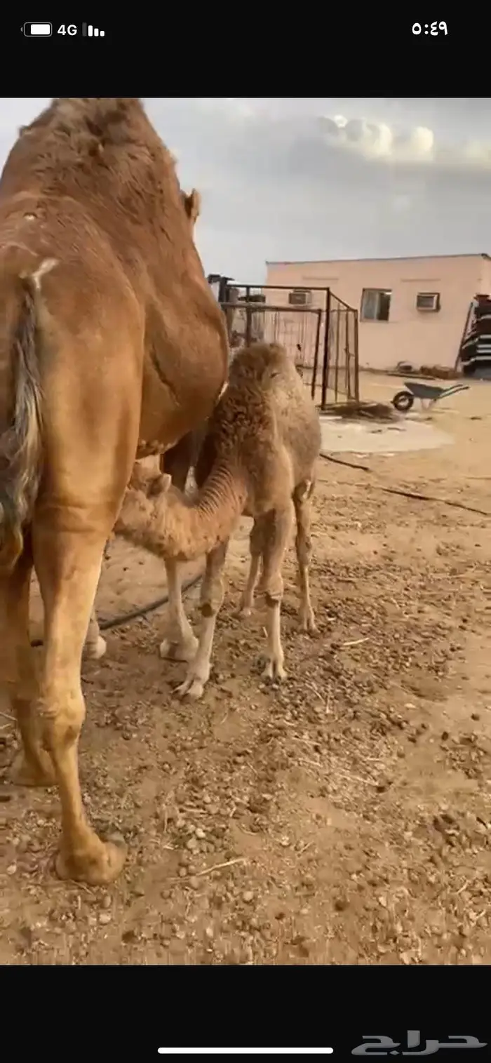 ناقع خلفه في املج 4